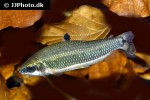 distichodus teugelsi distichodus teugelsi