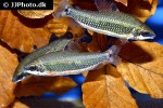 distichodus teugelsi distichodus teugelsi