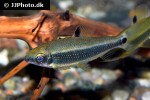 distichodus teugelsi distichodus teugelsi