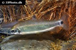 distichodus teugelsi distichodus teugelsi