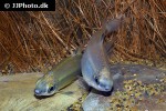 distichodus teugelsi distichodus teugelsi