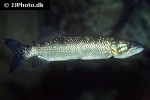 hepsetus odoe hepsetus odoe
