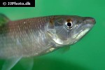 hepsetus odoe hepsetus odoe