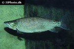 hepsetus odoe hepsetus odoe