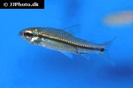 nannaethiops unitaeniatus nannaethiops unitaeniatus