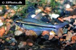 nannaethiops unitaeniatus nannaethiops unitaeniatus