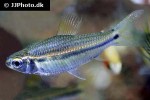 nannaethiops unitaeniatus nannaethiops unitaeniatus