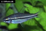 nannaethiops unitaeniatus nannaethiops unitaeniatus