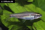 nannaethiops unitaeniatus nannaethiops unitaeniatus