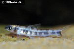 nannocharax brevis nannocharax brevis