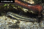 nannocharax fasciatus nannocharax fasciatus