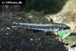 nannocharax fasciatus nannocharax fasciatus