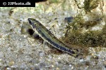 nannocharax fasciatus nannocharax fasciatus