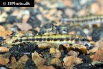 nannocharax occidentalis nannocharax occidentalis