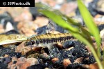 nannocharax occidentalis nannocharax occidentalis