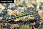 nannocharax occidentalis nannocharax occidentalis
