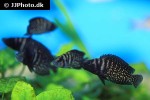 altolamprologus calvus altolamprologus calvus