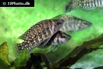 altolamprologus calvus altolamprologus calvus