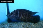 altolamprologus calvus altolamprologus calvus