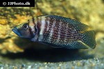altolamprologus calvus altolamprologus calvus