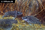 altolamprologus calvus altolamprologus calvus