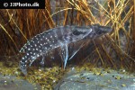 altolamprologus calvus altolamprologus calvus