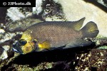 altolamprologus compressiceps altolamprologus compressiceps