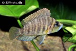 altolamprologus compressiceps altolamprologus compressiceps
