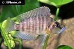 altolamprologus compressiceps altolamprologus compressiceps