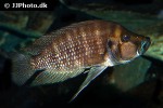 altolamprologus compressiceps altolamprologus compressiceps