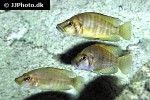altolamprologus compressiceps altolamprologus compressiceps
