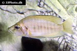 altolamprologus compressiceps altolamprologus compressiceps
