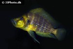 altolamprologus compressiceps altolamprologus compressiceps