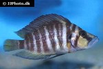 altolamprologus compressiceps altolamprologus compressiceps