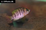 altolamprologus compressiceps altolamprologus compressiceps