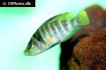 altolamprologus compressiceps altolamprologus compressiceps