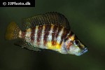 altolamprologus compressiceps altolamprologus compressiceps