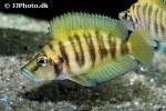 altolamprologus compressiceps altolamprologus compressiceps