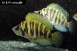 altolamprologus compressiceps altolamprologus compressiceps