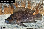 altolamprologus compressiceps altolamprologus compressiceps