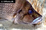 altolamprologus compressiceps altolamprologus compressiceps