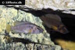 altolamprologus species sumbu shell altolamprologus species sumbu shell
