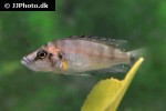 altolamprologus species sumbu shell altolamprologus species sumbu shell