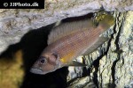 altolamprologus species sumbu shell altolamprologus species sumbu shell