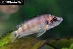 altolamprologus species sumbu shell altolamprologus species sumbu shell