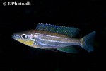 benthochromis horii benthochromis horii