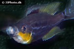 benthochromis horii benthochromis horii