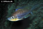 benthochromis horii benthochromis horii