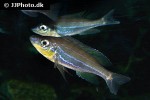 benthochromis horii benthochromis horii
