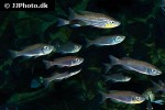 benthochromis horii benthochromis horii